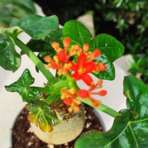 Jatropha podagrica plant specimen