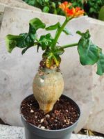 Jatropha podagrica plant specimen