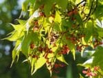 Acer palmatum, Inflorescence de l'Érable palmé, graines d'Acer palmatum, graines de l'Érable palmé