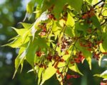 Acer palmatum - Inflorescence