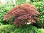 Acer palmatum - Vue de l'arbre en automne