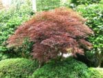 Acer palmatum, Vue de l'arbre d'Érable palmé, graines d'Acer palmatum, graines de l'arbre d'Érable palmé