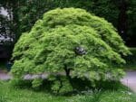 Acer palmatum, Vue générale de l'Érable palmé, graines d'Acer palmatum, graines de l'Érable palmé