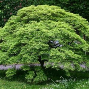 Acer palmatum - Vue générale