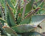Aloe mitriformis - Détails d'une feuille