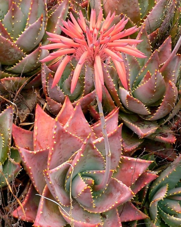 Aloe mitriformis - Détails d'une fleur