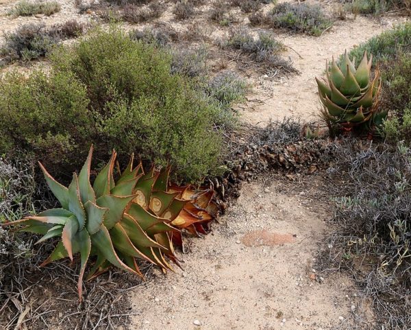 Aloe mitriformis - En milieu naturel