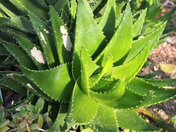 Aloe mitriformis - Rosette de feuilles