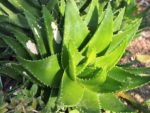 Aloe mitriformis - Rosette de feuilles