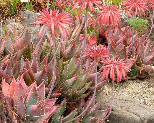 Aloe mitriformis - Aspect général en région sèche