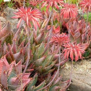 Aloe mitriformis - Aspect général en région sèche