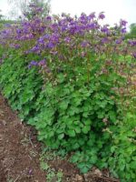 Aquilegia vulgaris - En massif