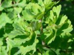 Aquilegia vulgaris - Feuillage