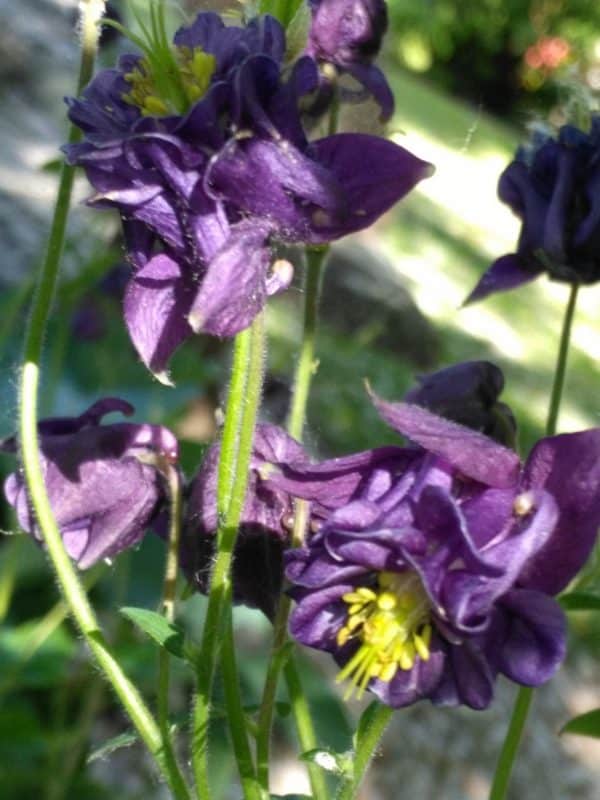 Aquilegia vulgaris - Fleurs doubles violettes