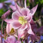 Aquilegia vulgaris - Fleurs roses