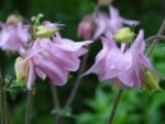 Aquilegia vulgaris - Floraison