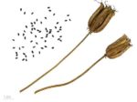 Aquilegia vulgaris - Graines et follicules