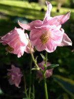 Aquilegia vulgaris 'Heidi' - Fleurs roses satinées