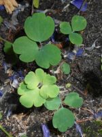 Aquilegia vulgaris - Semis