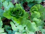 Aquilegia vulgaris - Vue de haut du feuillage