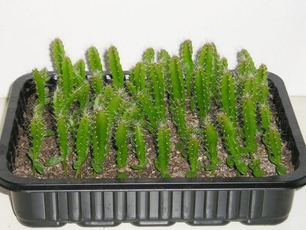 Hylocereus undatus - Plants
