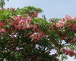 Cassia javanica - Fleurs et feuillage