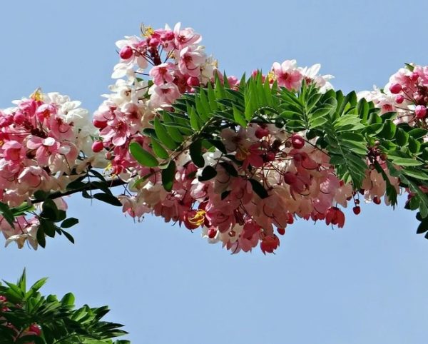Cassia javanica - Floraison