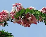 Cassia javanica - Floraison