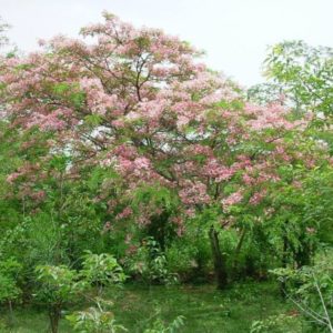 Cassia javanica - Port de l'arbre