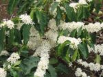 Coffea Arabica - Fleurs et feuilles