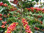 Coffea Arabica - Fructification