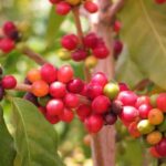 Coffea Arabica - Fruits mûrs