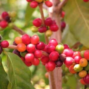 Coffea Arabica - Fruits mûrs