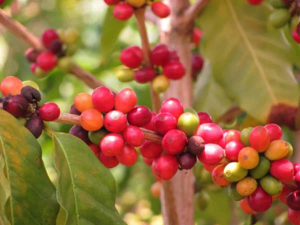 Coffea Arabica - Fruits mûrs