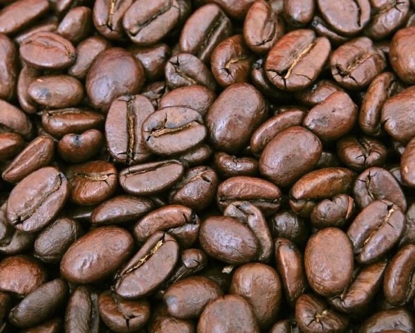 Graines et plants de Coffea arabica - Caféier - Boutique Végétale