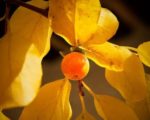 Diospyros lotus - Fruit