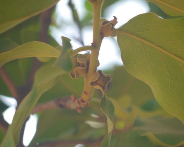 Diospyros melanoxylon - Fruits sessiles