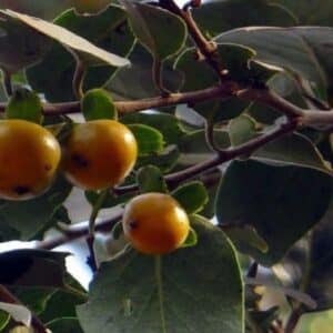 Diospyros melanoxylon – Infrutescence