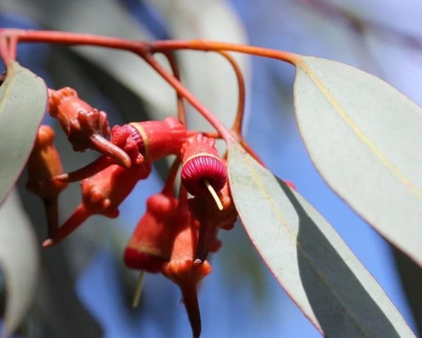 Eucalyptus torquata - Boutons floraux