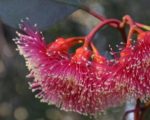 Eucalyptus torquata - Détails d'une fleur
