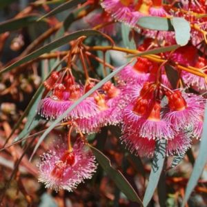 Eucalyptus torquata - Feuillage et inflorescence