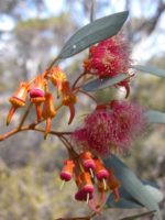Eucalyptus torquata - Floraison
