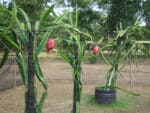 Culture en pot de Hylocereus undatus, Fruit du Dragon en culture, Plant de Pitaya, Plant de Hylocereus undatus, Plant de Fruit du Dragon