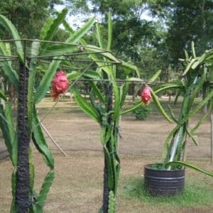 Culture en pot de Hylocereus undatus, Fruit du Dragon en culture, Plant de Pitaya, Plant de Hylocereus undatus, Plant de Fruit du Dragon