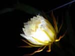 Fleur de Hylocereus undatus, Fleur de Pitaya, Plant de Hylocereus undatus, Plant de Pitaya, Plant de Fruit du Dragon