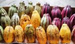 Cabosses de cacao du Cameroun