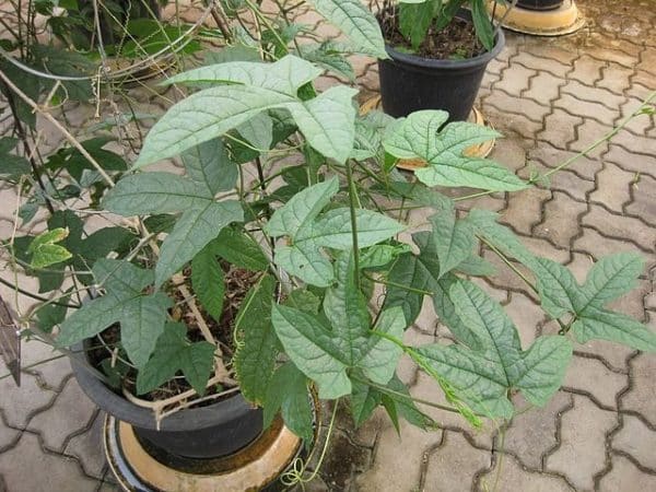 Momordica cochinchinensis - Culture en pot