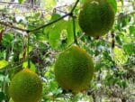 Momordica cochinchinensis - Infrutescence