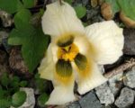 Momordica cochinchinensis - Vue de haut d'une fleur