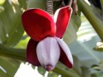 Musa balbisiana- Inflorescence